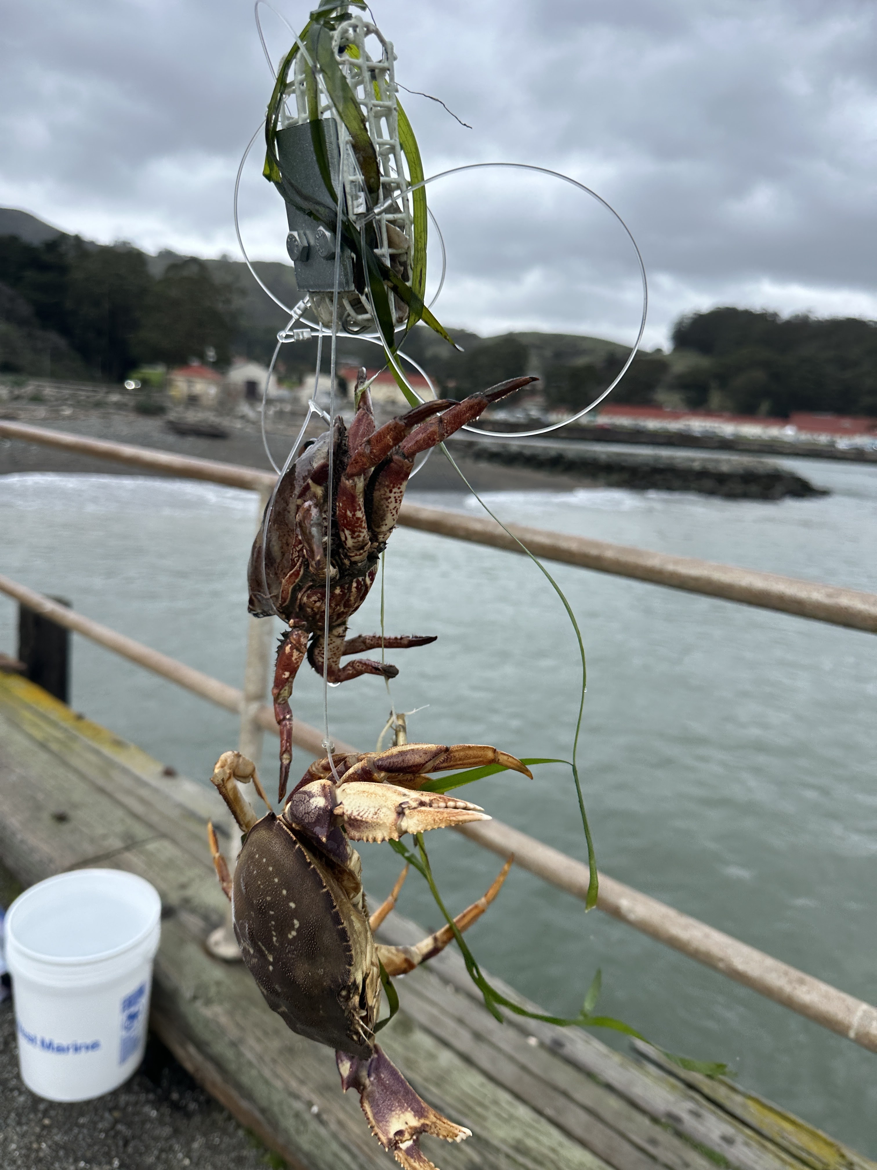 Crabs caught on a snare